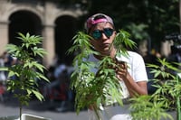 Suprema Corte perfila acotar consumo con prisión por portar cannabis en México