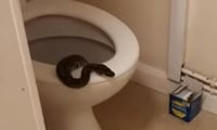 La serpiente fue entregada a una caridad (CAPTURA)