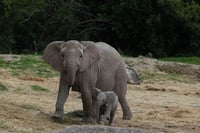 Los investigadores de la Universidad española de Barcelona (UB) Montserrat Sanz y Joan Daura están estudiando los únicos restos encontrados en Europa de una cría de la especie conocida como elefante antiguo: el Palaeoloxodon antiquus. (ARCHIVO) 
 