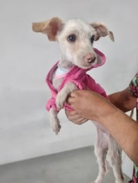 Perritos esperan ser adoptados en Torreón