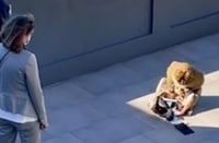 El mono hurgó la bolsa en busca de comida (CAPTURA)
