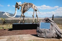 Turismo de Saltillo se consolida con 'Vinos y Dinos'