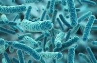 Las infecciones bacterianas resistentes a todos los medicamentos suponen un problema gravísimo de salud pública. Ahora, un equipo científico ha descrito un tratamiento experimental con una combinación de bacteriófagos -un tipo de virus- y de antibióticos capaz de poner fin a una de estas infecciones. (ESPECIAL) 