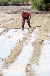 Los productores agrícolas requieren de capacitación. (EL SIGLO DE TORREÓN) 