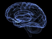 Un equipo internacional de investigación ha identificado en el cerebro de fetos una población de neuroblastos que migran a la corteza cerebral y dan lugar a interneuronas de tipo inhibidor, averiguando así el punto de partida de una organización celular que es esencial para el buen funcionamiento del cerebro. (ESPECIAL) 