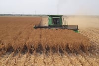 Precio del trigo se dispara en el mercado por la guerra en Ucrania