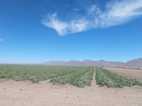 Frío afecta cultivo de sandía y melón en Matamoros y Viesca