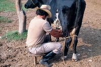 Sader anuncia incremento en precio de garantía de leche fresca