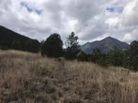 Impondrán multas a vendedores de carbón en Arteaga