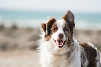 Muere joven al intentar salvar a su perro