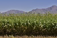 Agricultura requiere de recursos para emigrar, señala Cámara Agrícola