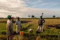 Prevén crisis alimentaria más aguda en América Latina por guerra en Ucrania