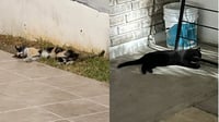 'Están asesinado gatitos', reportan usuarios en redes 