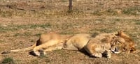 ¿Qué es y qué pasó con Black Jaguar-White Tiger y su dueño 'Papa Bear'?