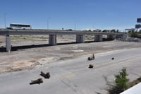 Siguen evaluando el estado de las vialidades que pasan por el lecho del río Nazas. (EL SIGLO DE TORREÓN)