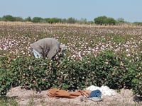 La lluvia provocó que se retrasara la recolección de algodón, además de que afectó la calidad de la fibra. (EL SIGLO DE TORREÓN)