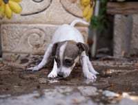 Las moscas también pueden enfermar a las mascotas de casa. (EDIE RUIZ)