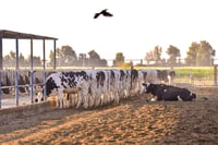 Se estima que en México, cada año, una persona llega a consumir hasta 98 litros de leche de vaca. (EL SIGLO DE TORREÓN)