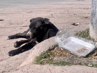 Hace unos días, el doctor de la Narro habló en el VII Congreso de Plagas Urbanas sobre la Biología y hábitos de las garrapatas.