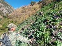 Dentro de sus acciones destruyeron plantíos de amapola y marihuana, además de 13 laboratorios. (EL SIGLO DE TORREÓN)