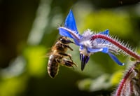 Se duplican reportes de rescate de abejas; no ha habido incidentes. (EL SIGLO DE TORREÓN)