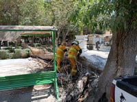 La caída del árbol alborotó a las abejas. (EL SIGLO DE TORREÓN)