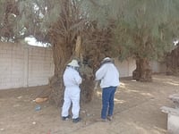 Coordinación Ambiental y Bomberos trabajan de forma coordinada para el rescate de las abejas.