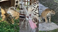 Imagen Dan baños con mangueras a animales del  zoológico de  Monclova ante altas temperaturas