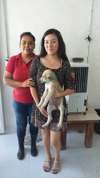 Por semana, son adoptados cuatro o cinco mascotas. (CORTESÍA)