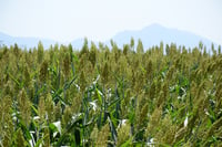 Hay una baja en la producción de forraje en La Laguna, los empresarios buscan alternativas en estados aledaños para completar el alimento para el ganado. (EL SIGLO DE TORREÓN)