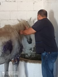 La yegua ha recuperado algo de peso y el proceso de cicatrización de las heridas que presentaba, avanza favorablemente. (CORTESÍA)