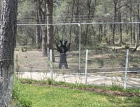 El pasado lunes se realizaron cinco trabajos en diferentes comunidades rurales y en la cabecera municipal con cinco osos.