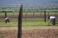 El Censo agropecuario estimó que el campo de Durango cuenta con una mano de obra equivalente a 361 mil 294 trabajadores. (EL SIGLO DE DURANGO)