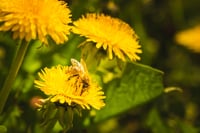 A la planta Diente de león se le atribuyen propiedades diuréticas, antioxidantes y antibacterianas (ESPECIAL)