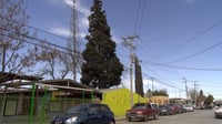 Vista del  jardín de niños en riesgo por un pino seco. (SERGIO A. RODRÍGUEZ)