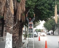 Poda de árboles en Gómez Palacio. (DIANA GONZÁLEZ)