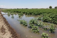 Productores agrícolas urgen a que se bajen a la brevedad los recursos para la tecnificación de los sistemas de riego. (ARCHIVO)