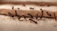 Imagen El remedio para evitar hormigas en casa