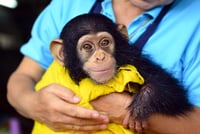 Imagen Los chimpancés perfeccionan su capacidad de aprendizaje a lo largo de la vida