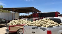 Imagen Productores de melón de Matamoros y Viesca reprochan a autoridades que los dejen solos