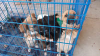 Se les busca un hogar a 12 perritos y un gato resguardados en el Control y Bienestar Animal.