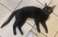 Imagen ¡Cuidado! Las mascotas también son propensas a que les dé un golpe de calor