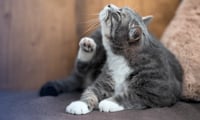 Imagen Consejos de veterinaria por si un gato se rasca mucho