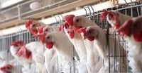 Imagen Autoridades federales no ven riesgo para la población tras primer muerte en humanos por gripe aviar