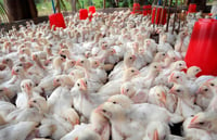 Imagen Descarta jurisdicción sanitaria riesgo por gripe aviar en La Laguna