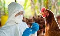 ¿Qué tan peligrosa es la gripe aviar?