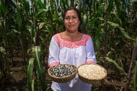 Imagen Emprende Sader acciones para la preservación y producción de las 64 razas de maíces nativos de México