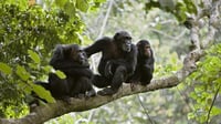 Imagen Monos salvajes curan sus enfermedades con plantas medicinales