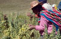 Mujeres en el campo. 