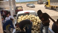 Imagen Productores de melón de San Pedro están batallando con las plagas